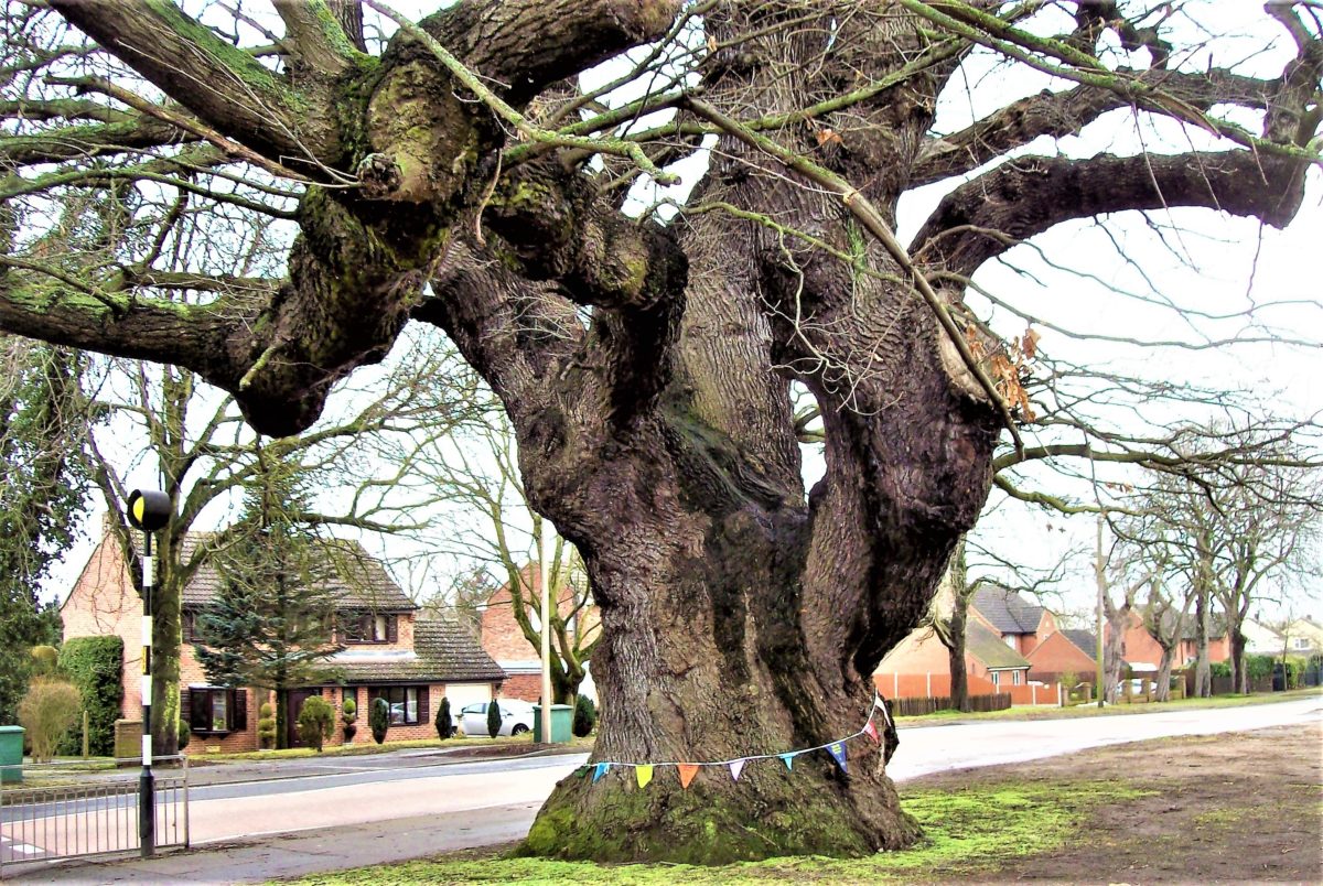 Protection for Grantham’s major oak