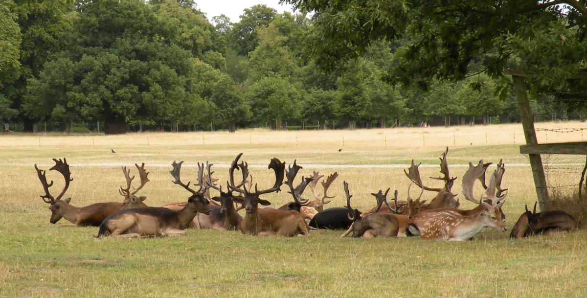 Deer rut walk