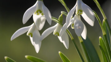 Snowdrops Easton walled gardens