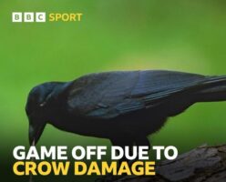 SK Stadium under attack by crows – causing match to be postponed