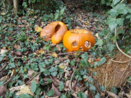 Pumpkin patch at Barkston Farm to host  Twilight Maize Maze for Halloween