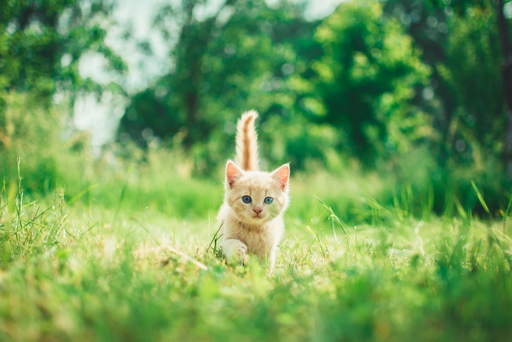 Nine ways to keep unwanted cats off your  garden