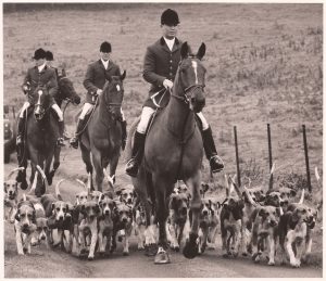 Belvoir Hunt rides out