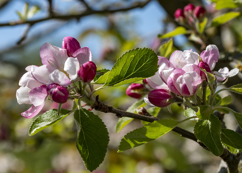 The best places to see blossom in Lincolnshire with the National Trust