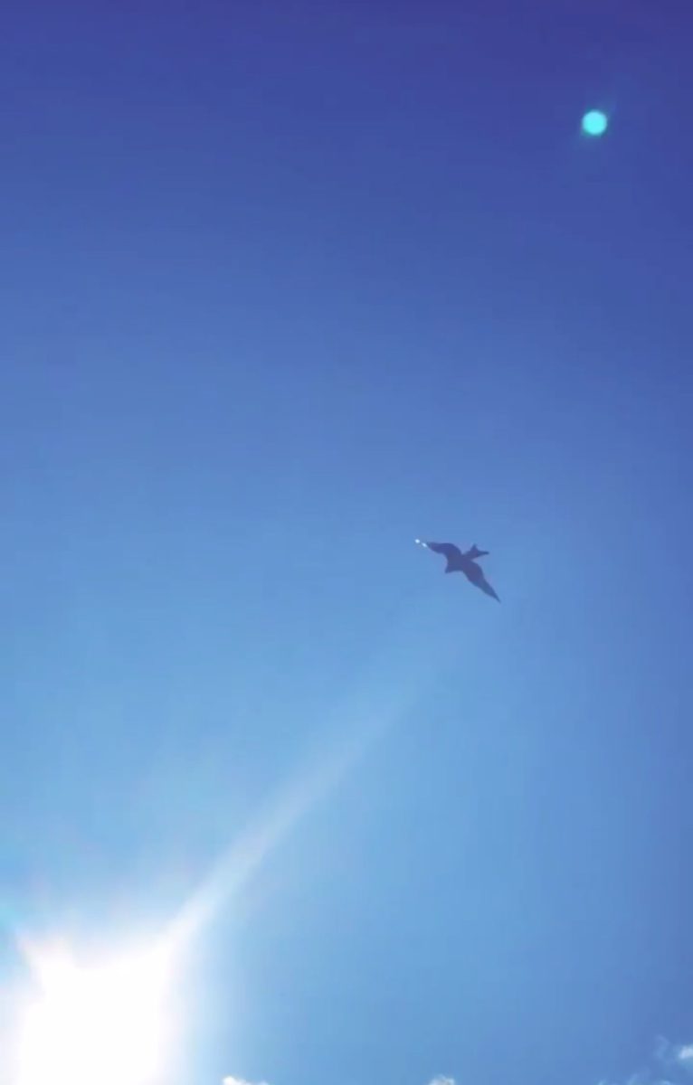 Kite captured flying over Earlesfield – video