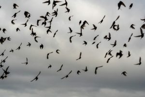 birds starlings
