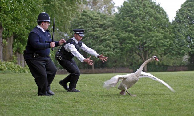 No luck catching them swans then?