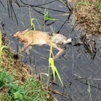 Three men sentenced for hare coursing