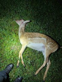 Deer poaching near Grantham