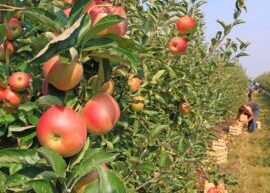 Funding deadline looms for Coronation orchards