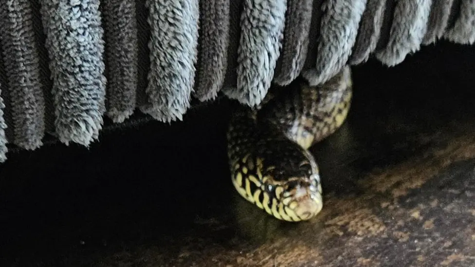 ‘That’s my snake!’: Owner reunited with reptile