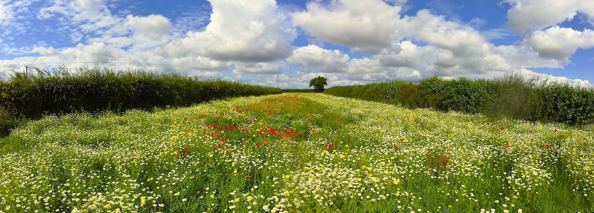 Plant it Forward campaign launches in the East Midlands