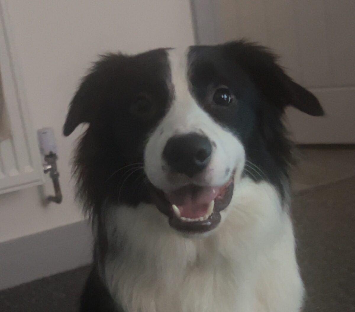 Border Collie lost in river