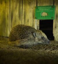 TOP FIVE TIPS TO PROTECT HEDGEHOGS IN GRANTHAM THIS BONFIRE NIGHT