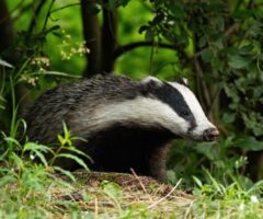 Badgers creating highways headaches in Mablethorpe